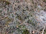 argintiu Plante Ornamentale Butoane Noi Alamă Zeelandă plante ornamentale cu frunze, Cotula leptinella, Leptinella squalida fotografie