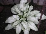 сріблястий Декоративні Рослини Медуниця декоративно-листяні, Pulmonaria Фото