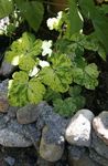 daugiaspalvis Dekoratyviniai Augalai Dvigubas Columbine lapinės dekoratyviniai augalai, Aquilegia-x-hybrida Nuotrauka