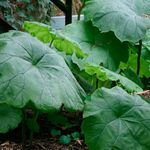 grün Dekorative Pflanzen Parasollblad, Shieldleaf Roger Blumen dekorative-laub, Astilboides-tabularis Foto