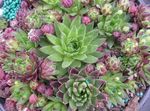 разноцветный Декоративные Растения Бородник шариконосный суккулент, Jovibarba Фото