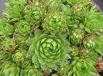 светло-зеленый Декоративные Растения Бородник шариконосный суккулент, Jovibarba Фото