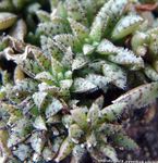 svetlo-zelená Dekoratívne rastliny Crassula sukulenty fotografie