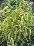 黄 観賞植物 ボウルズ黄金の草、黄金キビ草、黄金の木のキビ コーンフレーク, Milium effusum フォト