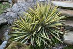 daudzkrāsains Dekoratīvie Augi Ādama Adatu, Spoonleaf Yucca, Adatas Palma lapu dekoratīvie augi, Yucca filamentosa Foto
