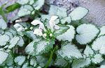 weiß Dekorative Pflanzen Taubnessel, Entdeckte Taubnessel dekorative-laub, Lamium-maculatum Foto