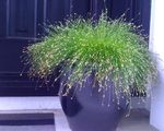 yeşil Süs Bitkileri Fiber Optik Çimen, Tuz Bataklık Saz su bitkileri, Isolepis cernua, Scirpus cernuus fotoğraf
