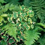 mannigfaltig Chamäleonpflanze dekorative-laub, Houttuynia Foto