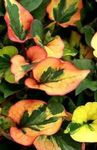 zelená Dekoratívne rastliny Chameleon Závod dekoratívne a listnaté, Houttuynia fotografie
