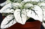 blanco Planta De Lunares, Pecas Cara decorativo-foliáceo, Hypoestes Foto