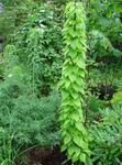 verde Plante Ornamentale Dioscorea Caucasica plante ornamentale cu frunze fotografie