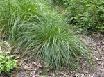 světle-zelená Dekorativní rostliny Všívané Hairgrass (Zlatý Hairgrass) obilí, Deschampsia caespitosa fotografie