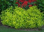 verde deschis Plante Ornamentale Alternanthera plante ornamentale cu frunze fotografie