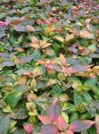 pestrobarevný Dekorativní rostliny Alternanthera dekorativní-listnaté fotografie