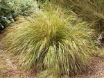 Fazant Staart Van Gras, Veer Gras, Nieuw Zeeland Wind Gras
