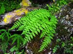 მწვანე დეკორატიული მცენარეები Woodsia გვიმრები სურათი
