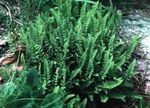 grønn Prydplanter Woodsia bregner Bilde