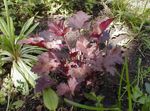 күрең Сәндік өсімдіктер Heuchera сәндік және жапырақты Фото