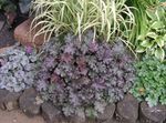 violett Dekorativa Växter Heuchera, Korall Blomma, Korall Klockor, Alumroot dekorativbladiga Fil