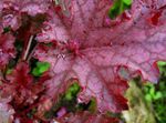 sarkans Dekoratīvie Augi Heuchera, Koraļļu Ziedu, Koraļļu Zvaniņi, Alumroot lapu dekoratīvie augi Foto