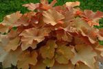 brązowy Dekoracyjne Rośliny Żurawka dekoracyjny-liście, Heuchera zdjęcie