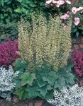 zelená Dekorativní rostliny Heuchera, Korálový Květina, Korálové Zvony, Alumroot dekorativní-listnaté fotografie