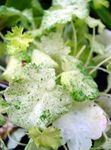beyaz Süs Bitkileri Heuchera, Mercan Çiçek, Mercan Çan, Alumroot yapraklı süs fotoğraf