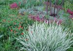 ποικιλόχρωμος Διακοσμητικά φυτά Κορδέλα Γρασίδι, Φαλαρίδα, Καλτσοδέτες Κηπουρού δημητριακά, Phalaroides φωτογραφία
