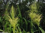 ღია მწვანე დეკორატიული მცენარეები ჩრდილოეთ ველური ბრინჯი მარცვლეული, Zizania aquatica სურათი