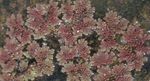 бордовый Декоративные Растения Азолла (Москитный папоротник) водные, Azolla Фото