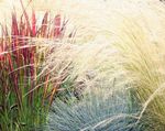 red Ornamental Plants Cogon Grass, Satintail, Japanese Blood Grass cereals, Imperata cylindrica Photo