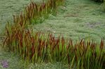 rood Sierplanten Cogon Gras, Satintail, Japanse Bloed Gras granen, Imperata cylindrica foto