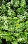 zelená Dekorativní rostliny Bloodleaf, Kuřecí Žaludek dekorativní-listnaté, Iresine fotografie