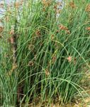 grænt skraut plöntur Satt Bulrush vatnaplöntur, Scirpus lacustris mynd