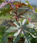 burgundy,claret Castor Bean, Caster Oil Plant, Mole Bean, Higuera Infernal leafy ornamentals, Ricinus Photo