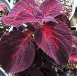 burgundy,claret Ornamental Plants Coleus, Flame Nettle, Painted Nettle leafy ornamentals Photo