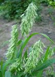 verde Plante Ornamentale Goldentop cereale, Lamarckia fotografie