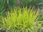 yellow Ornamental Plants Foxtail grass cereals, Alopecurus Photo