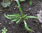zelena Okrasne Rastline Hart Je Jezik Praprot, Phyllitis scolopendrium fotografija