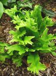 მწვანე დეკორატიული მცენარეები Hart ენა Fern გვიმრები, Phyllitis scolopendrium სურათი