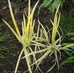 yellow Ornamental Plants Striped Manna Grass, Reed Manna Grass aquatic plants, Glyceria Photo