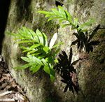 grün Dekorative Pflanzen Tüpfelfarn, Rock Polypody, Polypodium Foto