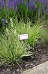 緑色 観賞植物 紫色の湿原の草 コーンフレーク, Molinia caerulea フォト