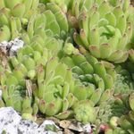 svetlo-zelená Dekoratívne rastliny Skalnica sukulenty, Sempervivum fotografie