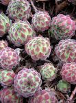 različnih barv Okrasne Rastline Netresk sukulenti, Sempervivum fotografija