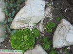 зелен Декоративни растения Houseleek сукуленти, Sempervivum снимка