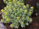 ყვითელი დეკორატიული მცენარეები Cushion Spurge დეკორატიული და ფოთლოვანი, Euphorbia polychroma სურათი