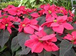 ποικιλόχρωμος Διακοσμητικά φυτά Αλεξανδριανό, Noche Buena, , Λουλούδι Των Χριστουγέννων διακοσμητικό-φυλλοβόλα, Euphorbia pulcherrima φωτογραφία