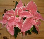 pestrofarebný Dekoratívne rastliny Vianočné Hviezda, Noche Buena, , Vianočné Kvetina dekoratívne a listnaté, Euphorbia pulcherrima fotografie