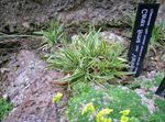 მწვანე დეკორატიული მცენარეები Carex, ისლი მარცვლეული სურათი